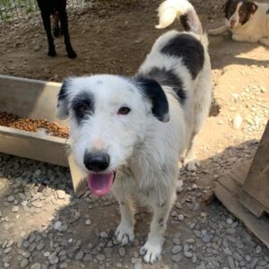 TRIXIE - reserviert TST Rösrath vermittelt