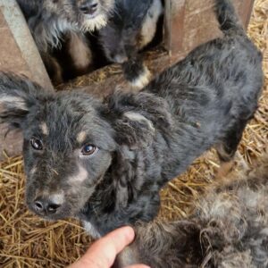 LAWA - beginnende Hautprobleme - reserviert Kinder- und Tierschutzhof Hahnenberg e.V. - vermittelt