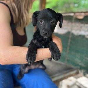 KIBA - auf Pflegestelle in PLZ 1 vermittelt