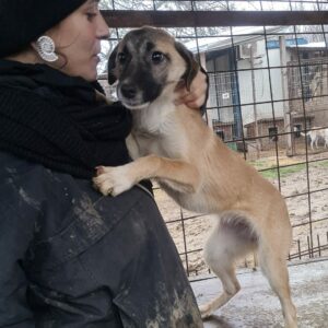 YAMILA - reserviert JW - vermittelt