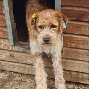 ARTURO - ausgereist zum TST Rösrath