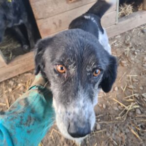 CARMELITA - reserviert TH Iserlohn - vermittelt