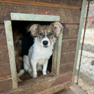 CARLCHEN - auf Pflegestelle in PLZ 5 vermittelt