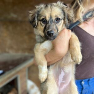 SISSY - reserviert Alexandra vermittelt