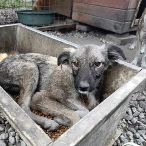 METJE - auf PDR PS im PLZ Bezirk 45 - vermittelt