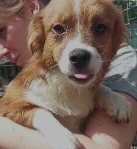 ZILLY - reserviert TSV Rösrath vermittelt