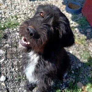 ELIZAH (*PANDORA) (♀) Interessenten (09/05 MH)