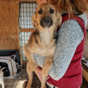 LINNY - reserviert für Tierhilfe Lebenswert vermittelt