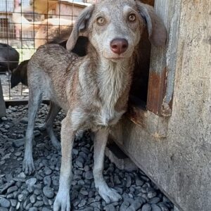 VINETTA - auf PDR PS im PLZ Bezirk 21 - vermittelt