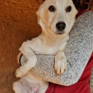 TWINNY - reserviert IH DR 04.11. - vermittelt