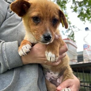 RORY - ausgereist zum TH Ahrweiler