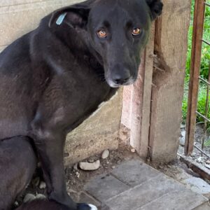 MR. TIPS - vermisst 11/24