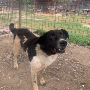 PEYTON - vermisst 04/2023