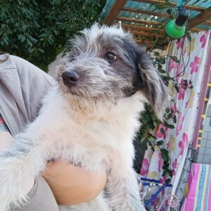 LUPI - auf PDR PS im PLZ Bezirk 18 - vermittelt