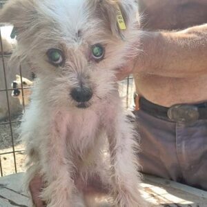 STUBBE - Notfall - fast blind - vermittelt JW