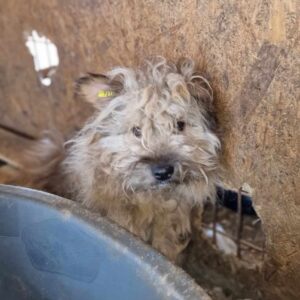 BRIANO - völlig verfilzt - reserviert TH Filderstadt - vermittelt