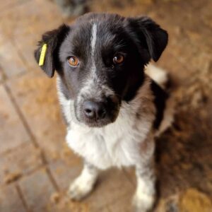 ROBY - reserviert TH Limburg - vermittelt