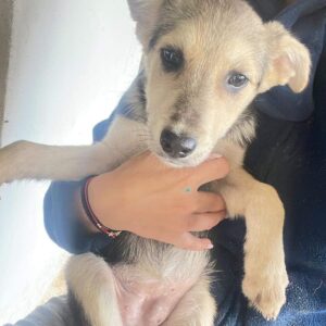 TILDA - Notfall - auf Pflegestelle in PLZ 1 ausgereist - vermittelt