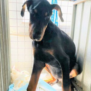 THILO - reserviert Manuela vermittelt