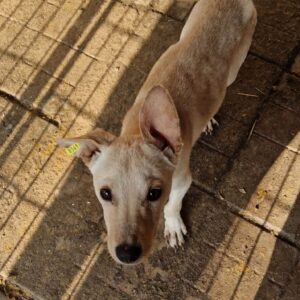 BOSSE - viel zu dünn - reserviert für Tierhilfe Lebenswert vermittelt