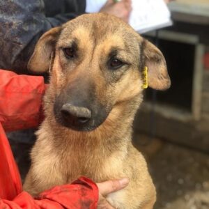 KIONA - auf PDR PS im PLZ Bezirk 78 - vermittelt