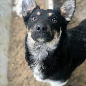 FINNY - reserviert TH Limburg - vermittelt