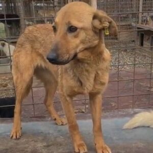 AURELIA - vermisst 11/24