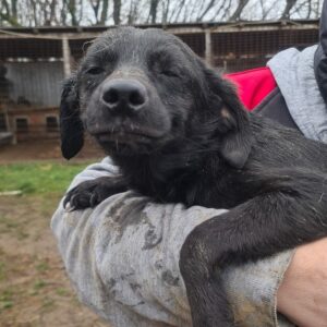 YVONNE - auf Pflegestelle in PLZ 35 *vermittelt*