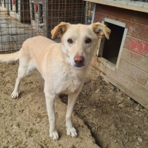 MIRINDA - reserviert Tierhilfe Lebenswert DR - vermittelt