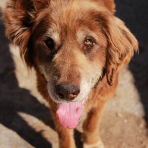 GRETCHEN - sieht nicht mehr gut, schlecht zu Fuß - reserviert Hundepfoten Steinfurt vermittelt