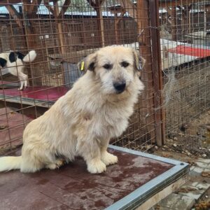 ORPHUS (♂) - RBB 08/24