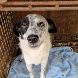 JORDY - Notfall - dringend Einzelplatz gesucht - reserviert TINO - vermittelt