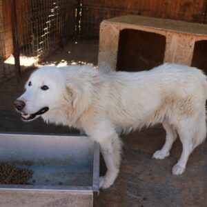 GRINLO - resignierter Herdi-Opa - reserviert Manuela vermittelt