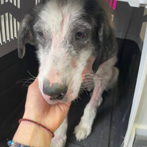 ECKI - wiederholt starke Hautprobleme! - reserviert Tierhilfe Lebenswert DR - vermittelt