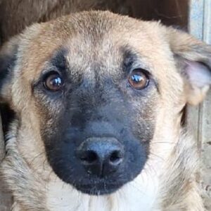 NAYLA - ausgereist zum TST Rösrath