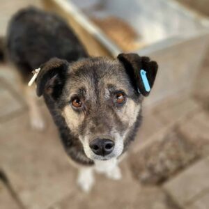 GESA - reserviert Betty vermittelt