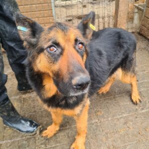 AJANA (♀) - vermisst 11/24