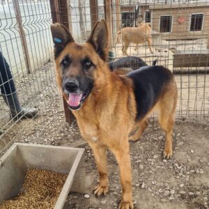 ROUVEL (♂) - seit mindestens 2020 im Shelter