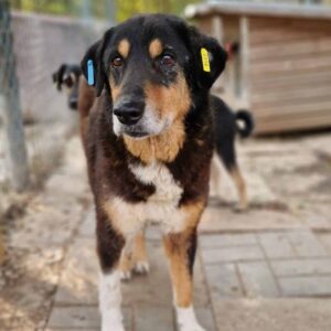 HERBY - in Rumänien vermittelt 06/24