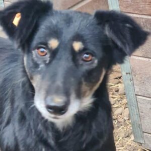 SHERRY (♀) - vermisst 11/24