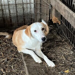 MIRIEL - ausgereist zu Vierbeiner in Not