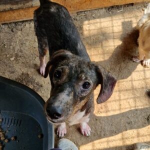 LUCCA - auf PDR PS im PLZ Bezirk 91 - vermittelt