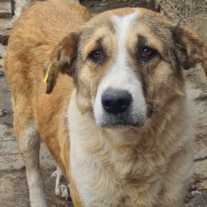 JUKI - reserviert für Tierhilfe Lebenswert - vermittelt