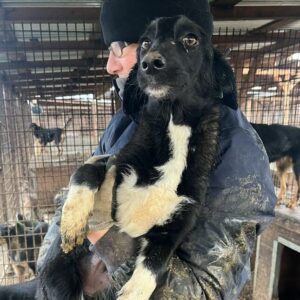 KIKKI - auf PDR PS im PLZ Bezirk 15 - vermittelt