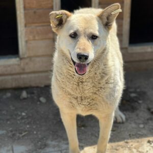 MELLY - vermisst 04/2023