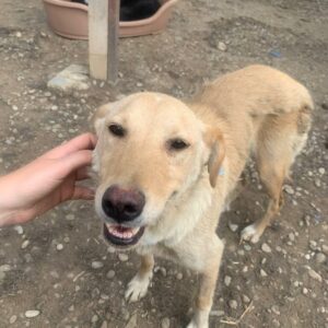 RABEA - sehr müde, sehr dünn! - reserviert Tierhilfe Lebenswert DR (18.07.) - vermittelt