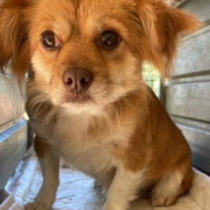 ESTRELLA - vor Ort adoptiert