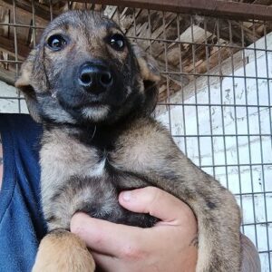 LIRA - zu dünn - vermittelt LS