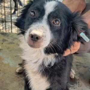 BRUNITO - ausgereist zum TST Rösrath