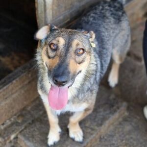 MAFALDA - geht im Kennel völlig unter - ausgereist zum TH Limburg